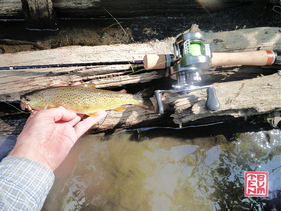 Angler holding brown trout alongside Tenryu Rayz Spectra RZS51LL-BC rod