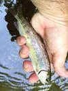 Southern Appalachian Rainbow