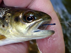 Typical Hooking Location - corner of mouth