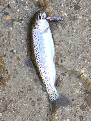 Rainbow in shallow water