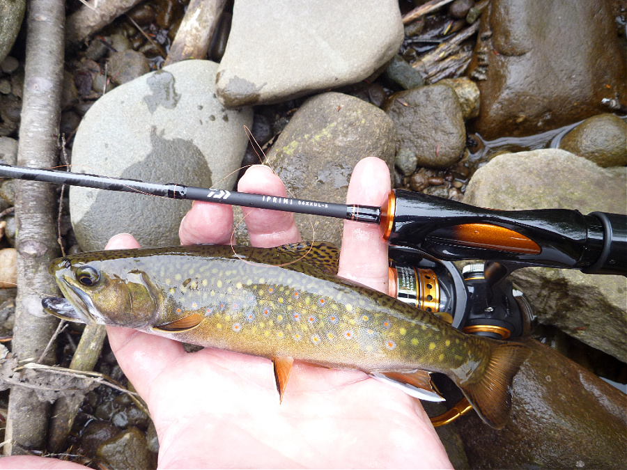 Angler holding brook trout alongside Daiwa  Iprimi 56XXUL-S.