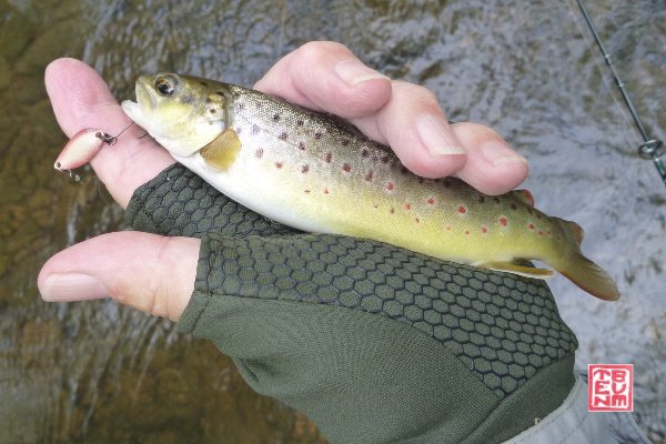 Angler holding Forest Factor 1.8g spoon and brown trout