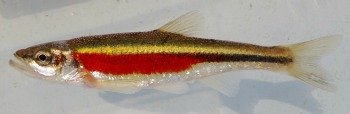 Minnow that looks a lot like a gold and red spoon.