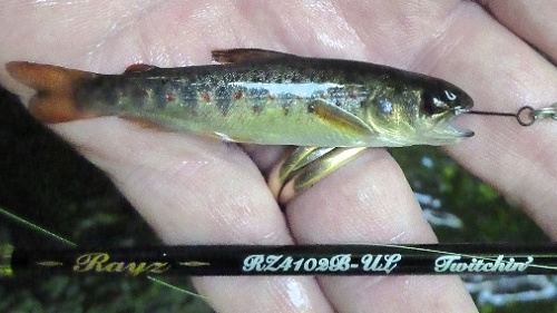 tenryu-rayz-very-small-trout