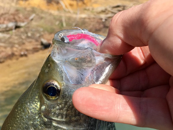 Crappie caught with a Shimano Drag Head jig head and pink Momoaji worm