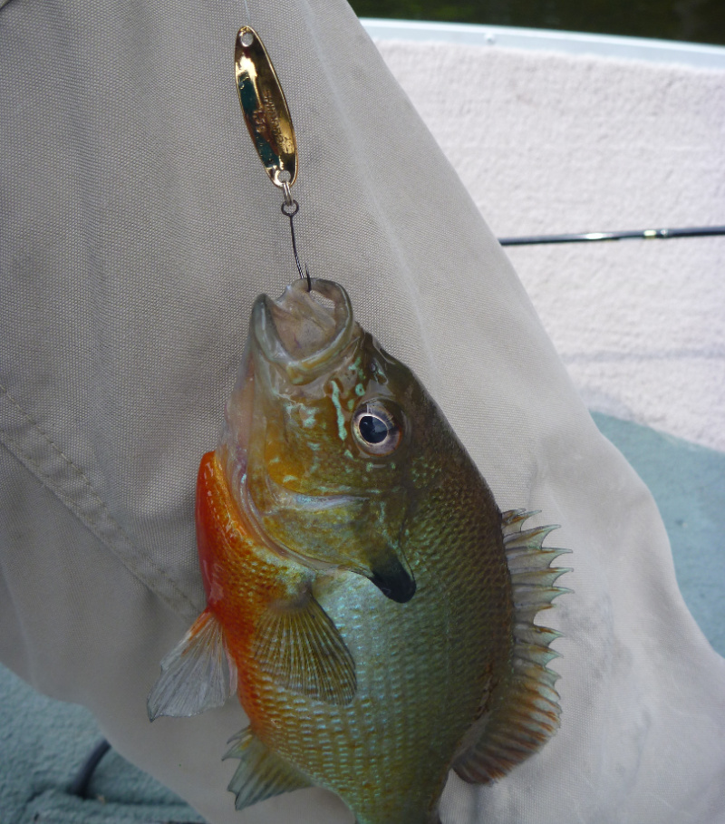 RZA5102S-LLT-sunfish