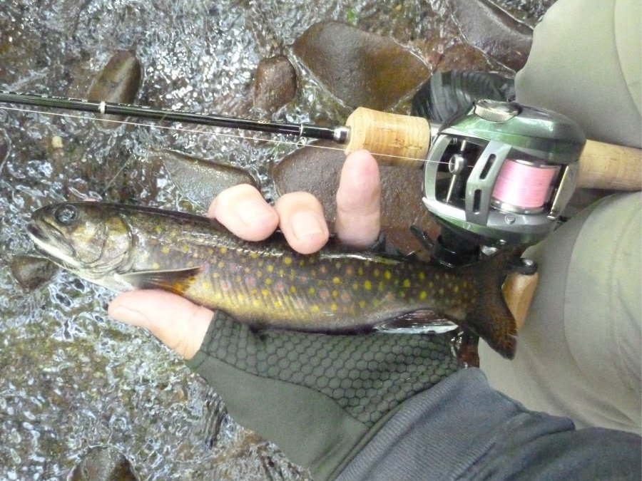 Angler holding brook trout alongside a Tenryu baitcaster.