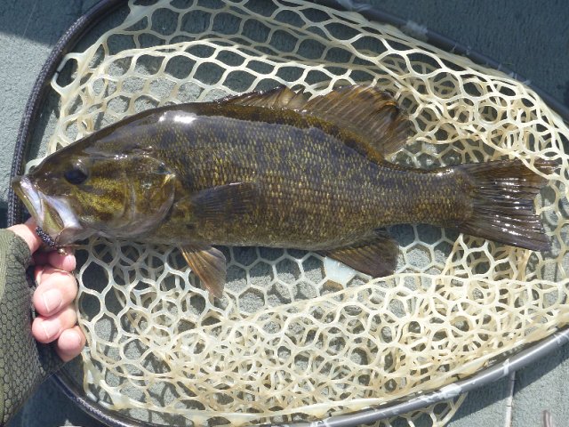 beadhead-keeper-kebari-smallie