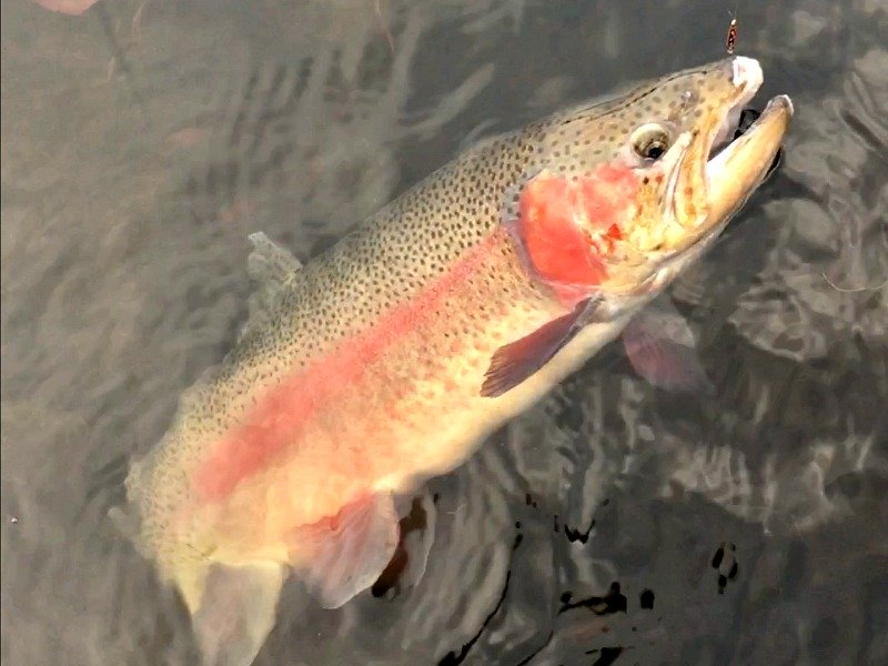 Huge rainbow trout caught with Daiwa Presso Vega Spoon.