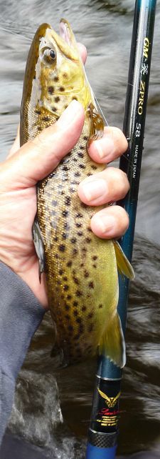 Angler holding brown trout alongside Suntech AOI ZPRO