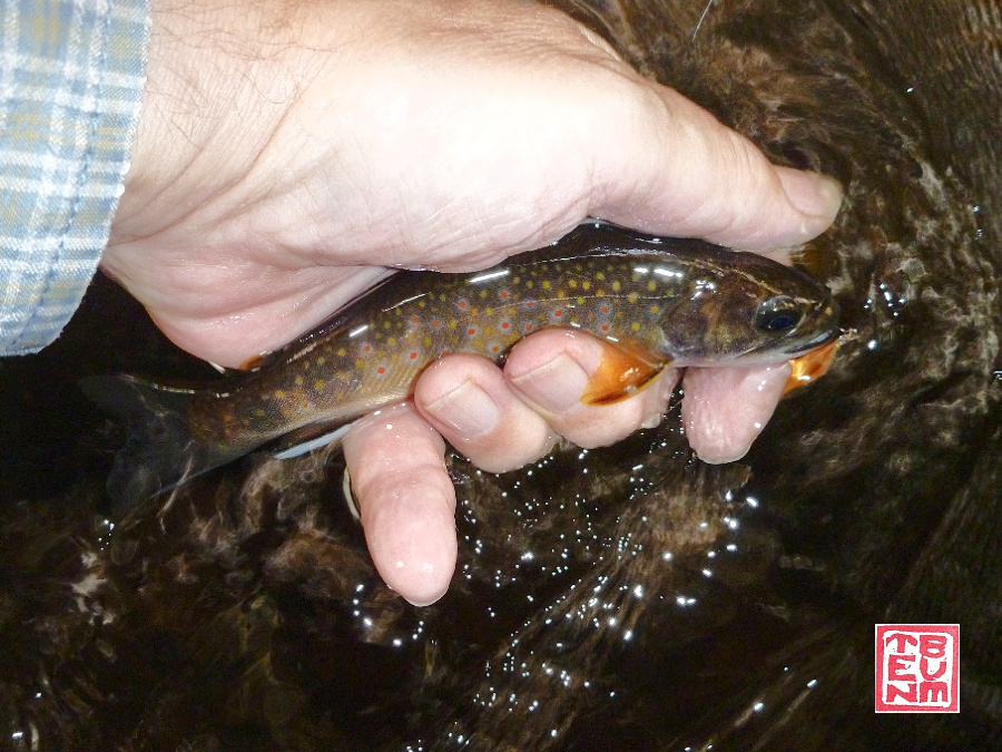 Angler holding small brook trout