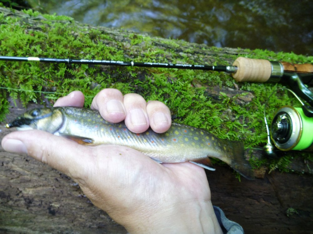 beadhead-bugger-brookie