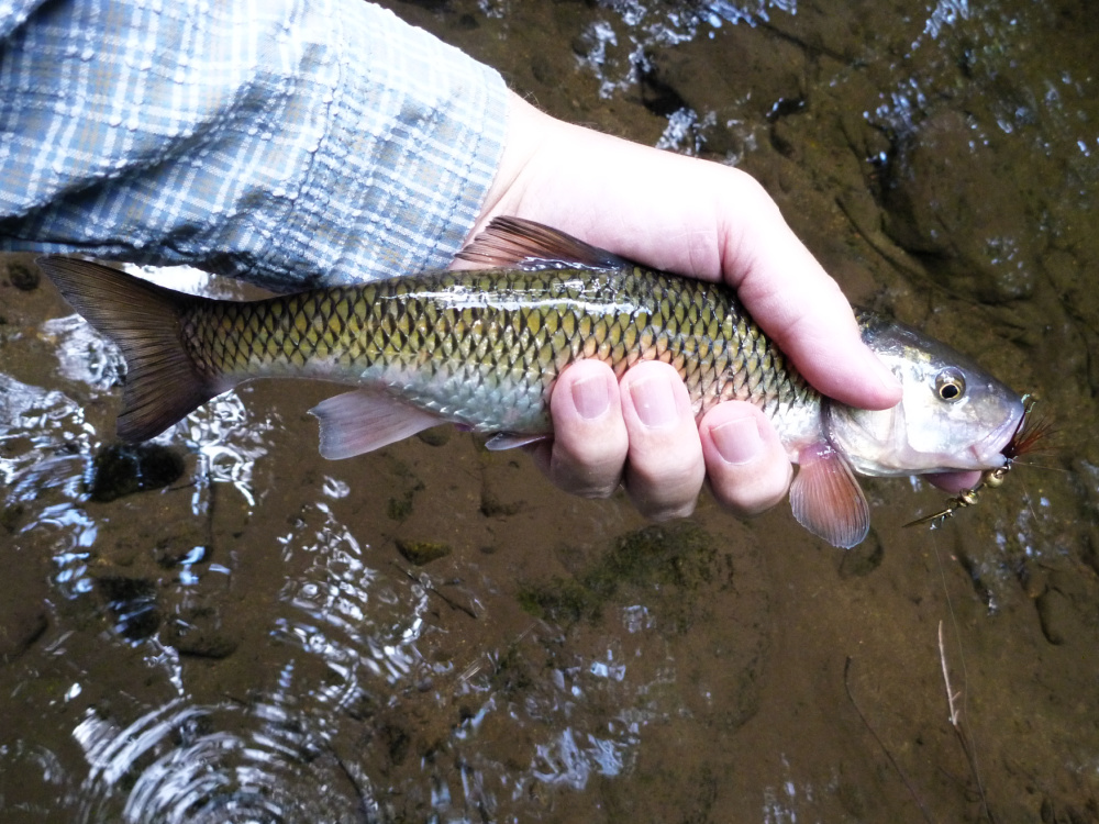chubbing-mepps-fallfish chubbing-mepps-fallfish