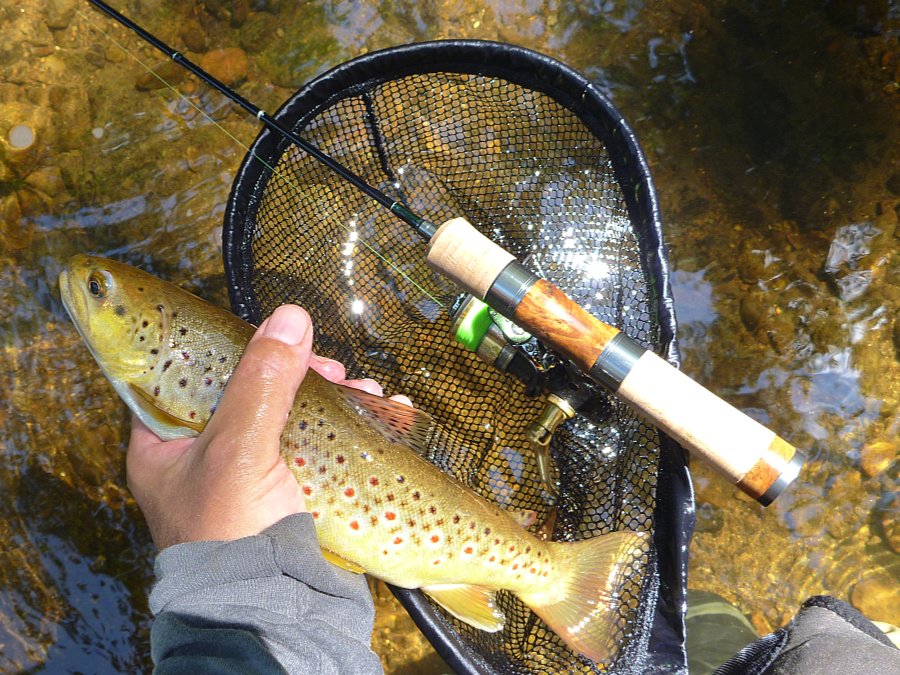 Tenryu spinning rod, nice brown trout.