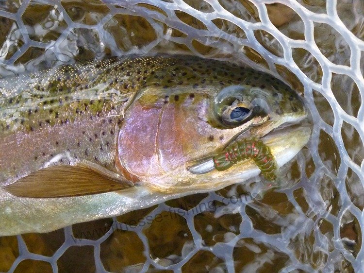Rainbow trout in net, with jh-85 jig head and Ring Kick Tail worm in its mouth