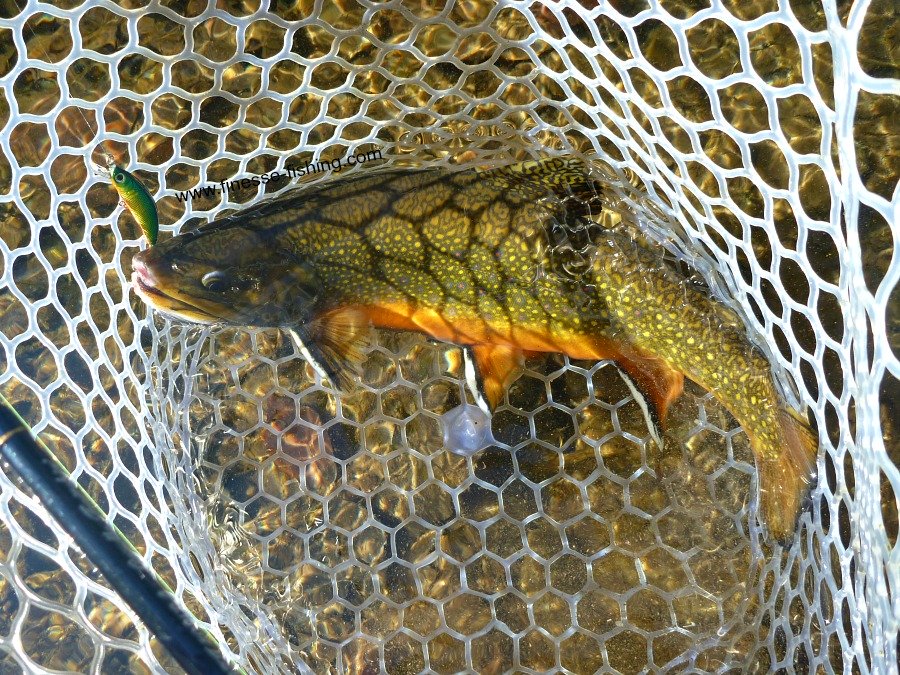 Very large brook trout in net with single hook plug