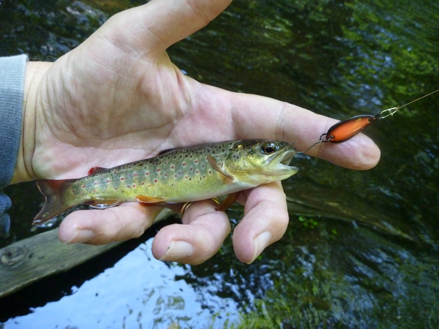 Angler holding small brown trout.