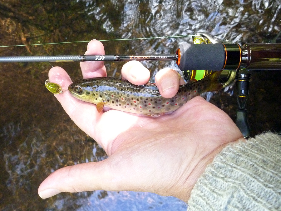 Angler holding small trout alongside Daiwa Presso ST 56XUL rod.