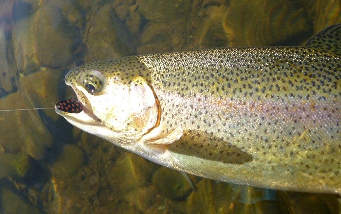 Rainbow trout caught with spoon.