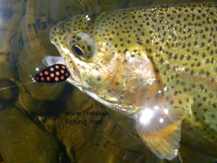 Vega spoon and large rainbow trout