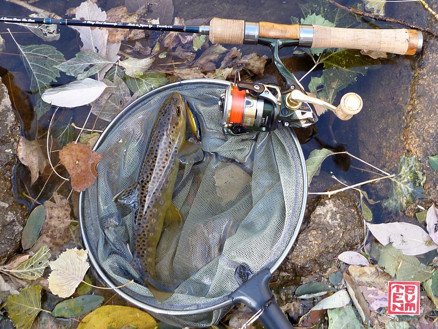 Still Life setting, with rod, net and trout. Leaves cover the water's surface.