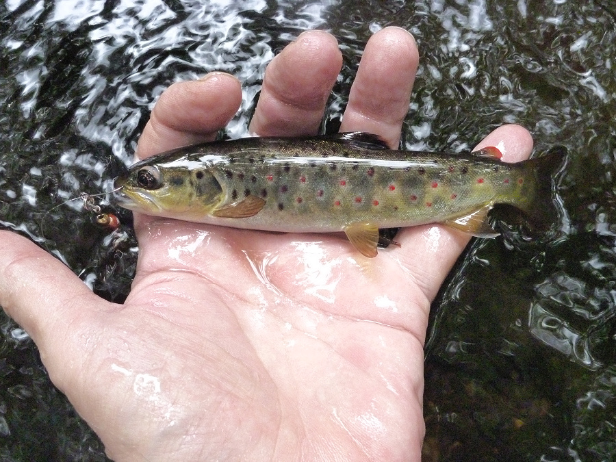 Angler holding small trout right at the water's surface.