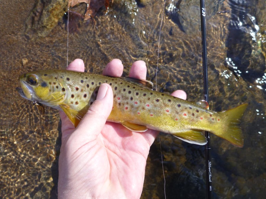 Angler holding brown trout with Daiwa Silver Creek Stream Twitcher 38UL in the background
