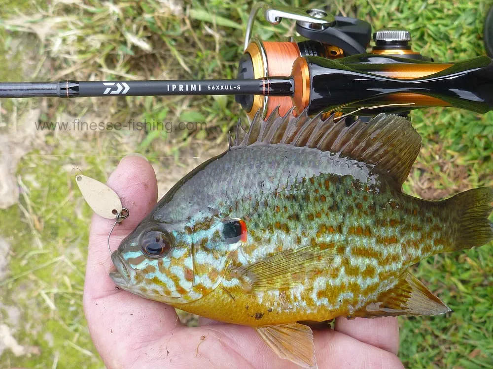 Angler holding pumpkinseed sunfish alongside Daiwa Iprimi 56 XXUL-S.