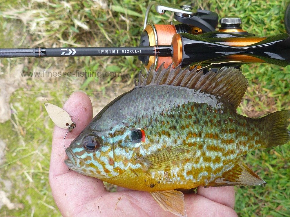 Angler holding pumpkinseed sunfish, caught with a Vega spoon, alongside Daiwa Iprimi 56XXUL-S