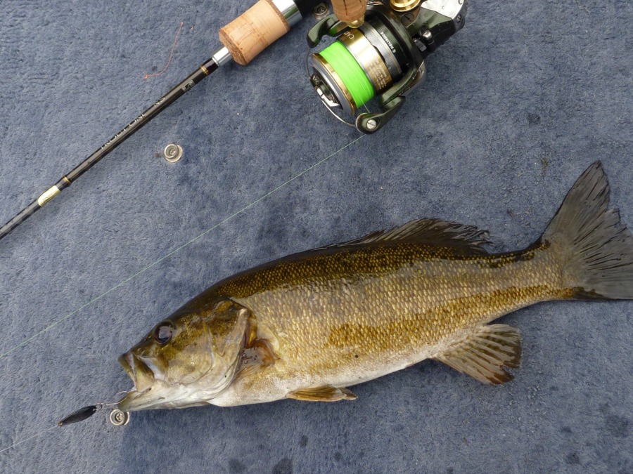 Smallmouth bass caught on Vega spoon.