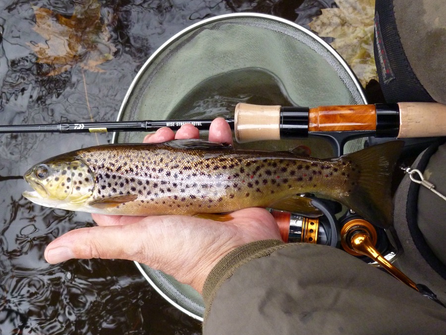 Angler holding brown trout and Wise Stream rod.