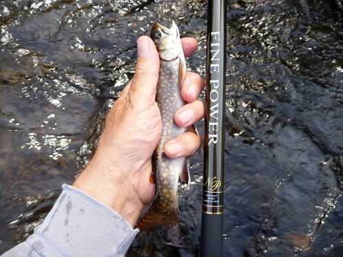 Suntech Fine Power with brook trout