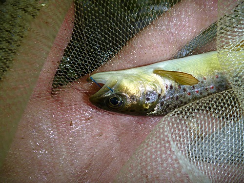 Small trout in net with fishhook in mouth