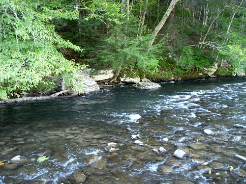 fish-under-trees