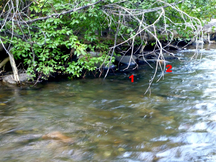 Branches overhanging stream