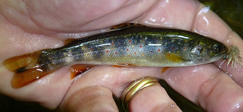Small brook trout from the headwaters.