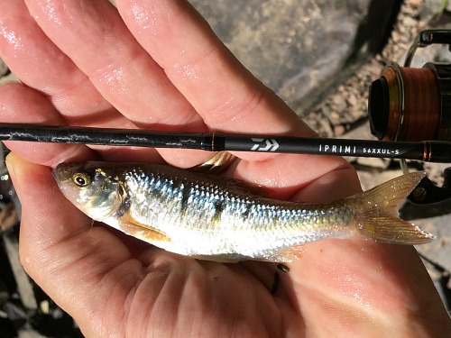 Angler holding common shiner alongside Daiwa Iprimi rod.