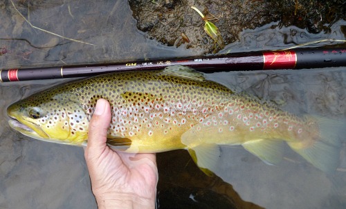 Suntech Keiryu Sawanobori 53 with brown trout.