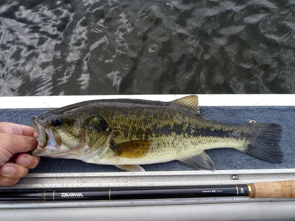 Largemouth bass caught with Daiwa Enshou LT44SF