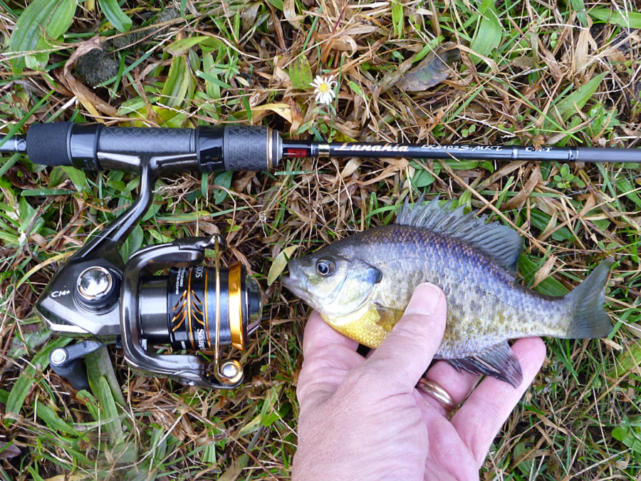 Lunakia with small bluegill.