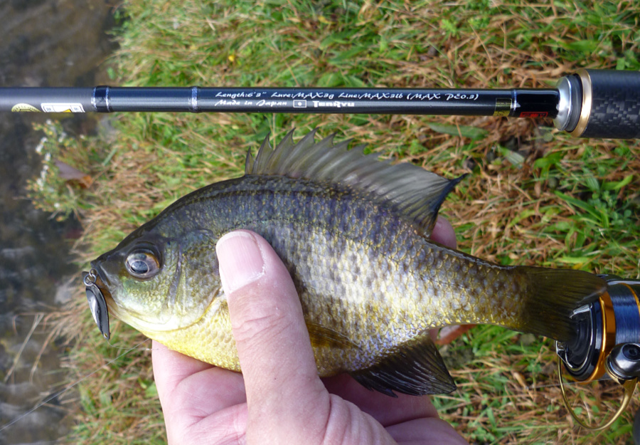 Lunakia with small bluegill