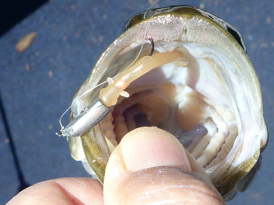 The Shimano Soare Momoaji plastics worked just as well as the C'ultiva Pinworms.