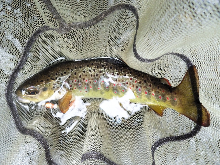 9 inch brown trout in the net