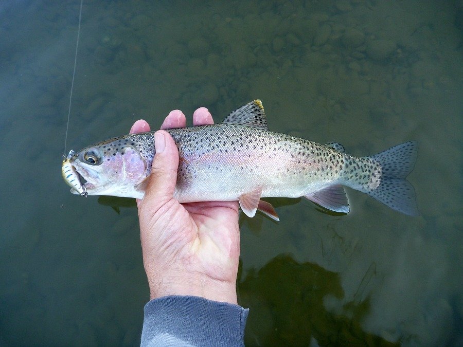 Rainbow trout with minnow plug, two points from each treble hook firmly embedded - very hard to unhook