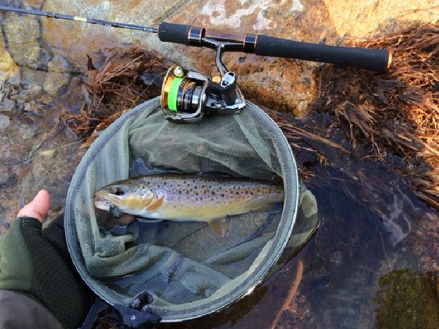 Brown trout in the net alongside Daiwa Presso ST 53XUL-4