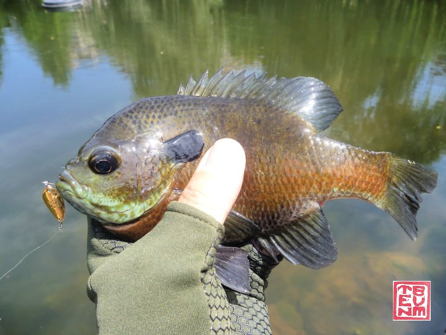 Angler holding sunfish with spoon in its mouth.