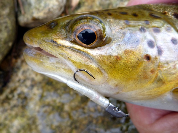 Brown trout with JH-85 jig head and C'ultive Pin Worm