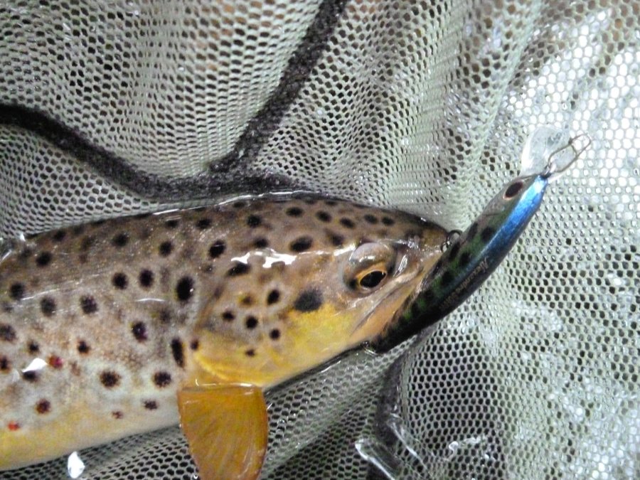 Brown trout in net, with Palms Alexandra plug that caught it