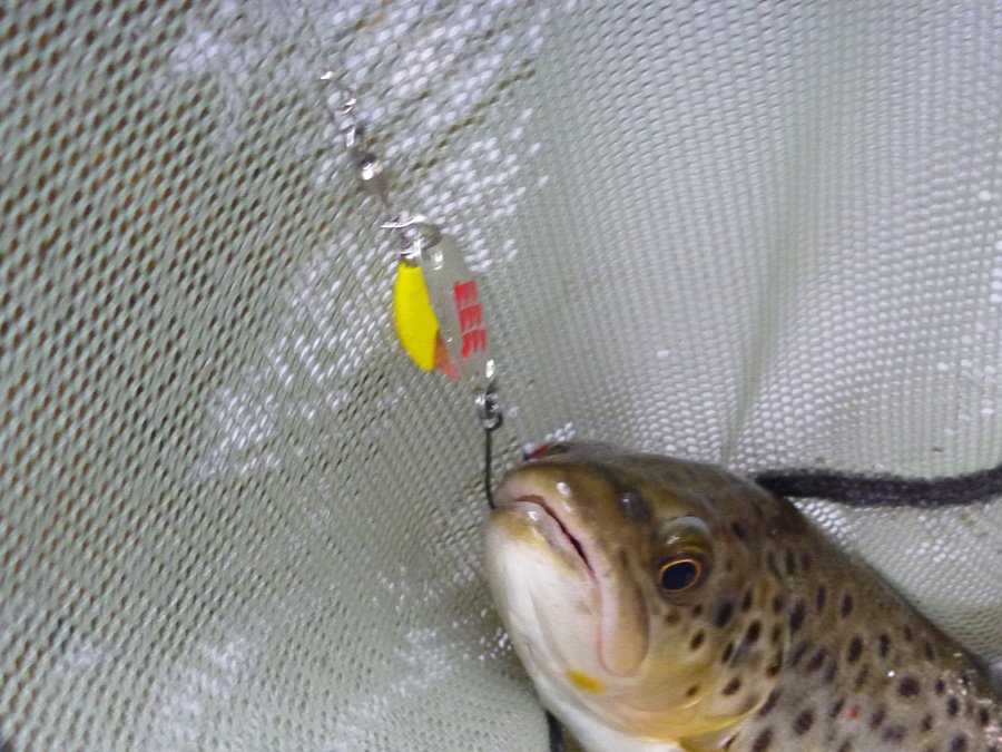 Palms Spinwalk Clevis with brown trout in net.