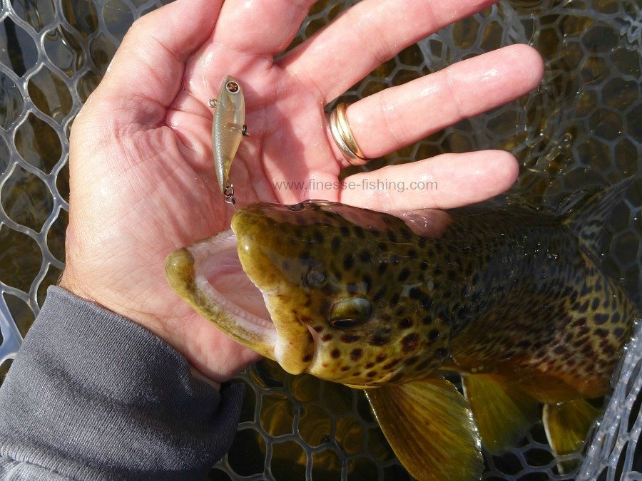 Daiwa Presso Step Dart with single rear hook, nice brown trout in net.